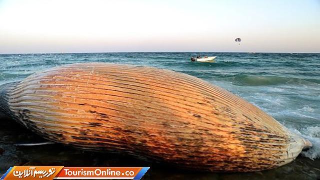 علت تلف شدن نهنگ ها در سواحل خلیج فارس چیست؟
