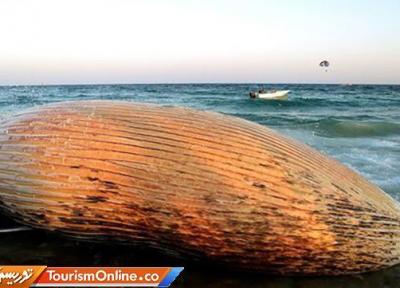 علت تلف شدن نهنگ ها در سواحل خلیج فارس چیست؟