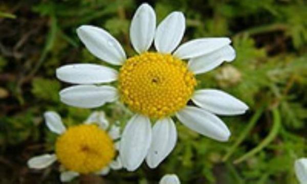 بابونه دوای هزار درد
