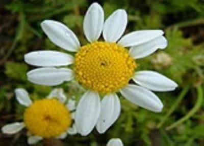 بابونه دوای هزار درد