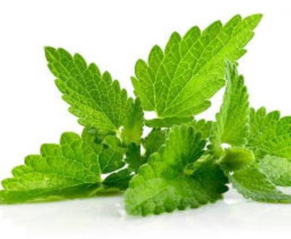 خواص دارویی گیاه نعناع چه می باشد؟
